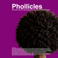 Phollicles